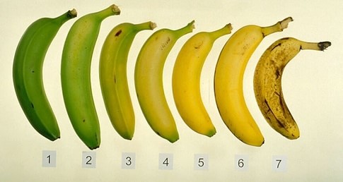 Banan, imunitet və xərçəng xəstəliyi - 1