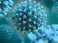 Koronovirus insan beyninə necə daxil olur?